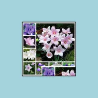 기타 정원 용품 안뜰 잔디밭 홈 100pcs 씨앗 일본 플래티 코돈 웅장한 꽃 분재 식물 야외 장식 믹스 희귀 색