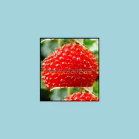 Outros suprimentos de jardim Pátio Home Home 100% de alta qualidade Raspberry Bonsai 200pcs/Conjunto 5 cores Super Big Fruit Pots Stberry Blackberry Plan