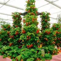 100 PCs Klettern Erdbeersamen Großer Erdbeerbaum 100% wahrer Innenbiology Sehr leckerer Obstsamen für Hausgarten Bonsai236a
