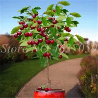 20 PCS Semillas / Bolsa Mini Cherry Flores Bonsai Árbol Orgánico Crecimiento natural Fruta de frutas para la flor de jardín para el hogar Fruta Pot Pote Decorativo Plazas Protección de radiación