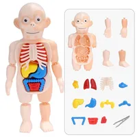 Kid Montessori 3D Puzzle Human Body Anatomy Model Educational Learning Organ Assembled Toy Teaching Tool For Children W220317