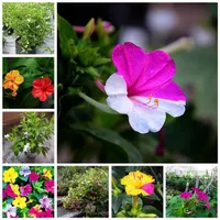 40 Stcs Samen Regenbogen Jasminpflanzen duftende Pflanze gemischt Mirabilis Jasmine Bonsai Topf Planta für DIY Home Garden Pot D265X