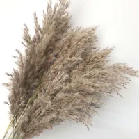 40 cm / orelha de flor 15 ~ 30cm, 15 pcs Real Secado Pappas Naturais Grama Relva Flores, Seco Phragmits Pequeno Bouquet de Bulrush, Decoração de Casa 220330