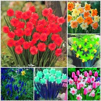 100 Pcs Bonsai Daffodils Seeds Of Aquatic Plants Double Petals Mixed Daffodils Seed Narcissus Seeds For Home Garden 284R