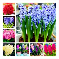 100 pezzi Real Hyacinth Bonsai Green Flower PlantsNot Bulbi Hyacinth Easy Grow Bonsai Balcony Fogliame Piante per Garden271i