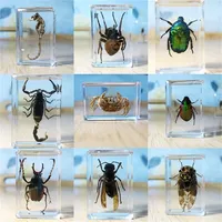 15kinds Real Insect Specimens Resin Hexapod Desk Decoration Appreciation Teaching Home Accessories for Living Room 220608