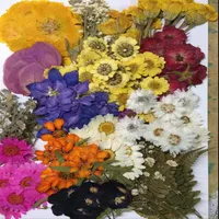 260pcs assortiti con fiori asciugati Pianta foglia erbario per gioielli Orecchini ad anello a sospensione Flower Making Accessori263o