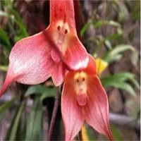 100 pezzi di scimmia semi di fiori orchidee bonsai rare piante per la decorazione del matrimonio giardino paesaggistica decorativa della germinazione223w