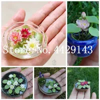 10 pcs bag Seeds bowl lotus water lily rare Aquatic flower Perennial Plant bonsai for home garden Ornamental Bonsai274m