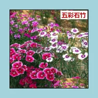 기타 정원 용품 안뜰 잔디밭 홈 100pcs Dianthus Bonsai 다년생 컬러 카네이션 꽃을 쉽게 성장하기 쉬운 발아 DIY 계획