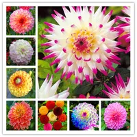 100 PCS mutiple Dahlia Bonsai Chinese Rare Flower Beautiful Perennial Indoor Or Outdoor Flowers Plant For Home Garden Plant228K