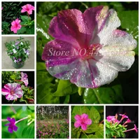 100 Stcs Samen mehrfarbiger Regenbogen-Jasminpflanzen Duftende Pflanze Mirabilis Jasmin Bonsai-Topfplanta für DIY Home Garde215p