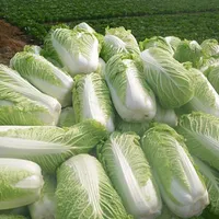 New Hot Delicious 100pcs Chinese Cabbage Seeds Organic Heirloom Vegetables Garden Supplies For Fun Interest
