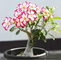 20 seeds/pack Bonsai Flowers New Absorption of Formaldehyde Colorful Desert Rose Seeds adenium obesum seed