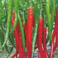 1bag10 Red Hot Alta qualità e poco costosi spezie Peperoncino piccante pepe semina piante fino a 50cm 20 Long
