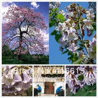 50 Chinesische Paulownia Elongata-Samen * seltene Prinzessin Baumsamen, einzigartige Pflanzenarten, großer Baum lila Blumen für Hausgarten