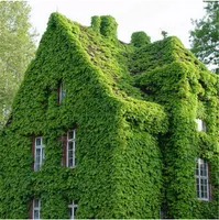 100 pcs / pack Green Boston Ivy Graines Semences de lierre pour DIY Maison Jardin Plantes en plein air Graines Drop Frais d'expédition Livraison Gratuite