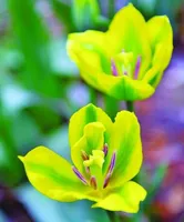 Plantas de flores. Bulbos de tulipán verde raro de 2pc - Bonsai (no semillas de tulipán)