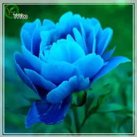 Blaue Pfingstrosensamen Blumensamen Innen Bonsai-Anlage 20 Partikel / Los R011
