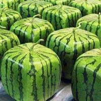 Ein Paket 20 Stück Samen seltene einfache geometrische quadratische Wassermelonensamen köstliche chinesische Obstwassermelonensamen
