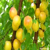 5 قطع بذور شجرة المشمش النباتات المعمرة شجرة الفاكهة المضادة الخامسة بذور الفاكهة للمنزل حديقة A025