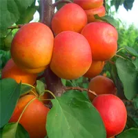 5 pezzi / sacchetto albero albicocca semi di albicocche semi di casa pianta di frutta deliziosi semi di frutta molto grande e dolce per la casa giardino pianta A026