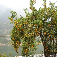RARO semi arancione frutta biologica arancione semi di albero domestico giardino frutta pianta 30pcs semi di bonsai, può essere mangiato! S006.