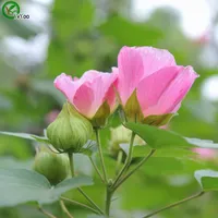 Güzel Hibiscus Çiçekler Tohumları Çiçek Tohumları Kapalı Bonsai Bitki 30 Parçacıklar / Lot N013