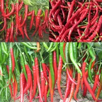 Especiarias gigantes picante picante chili hot pimenta sementes plantas 100 "suprimentos de jardim sementes vegetais diy f061