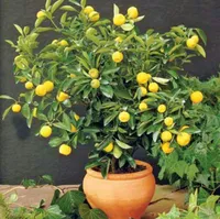 珍しい矮星レモンの木の種子盆栽果実植物有機庭の装飾工場30個D10