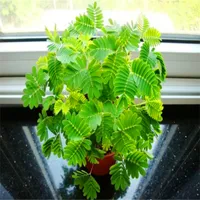 20 pcs / sac, Mimosa Arbre graines de fleurs, bricolage plantes en pot, intérieur / extérieur taux de germination des graines de pot de 95% C011