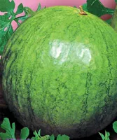 Graines rares Eau melon d'aînée Holoprystanskyy russe bio Heirloom Graine 20pcs S071