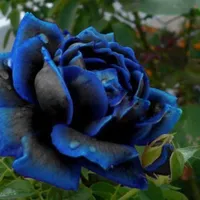 真夜中のバラ最高の種子レアカラーブルーブラックローズシード理想的なDIYホームフラワーガーデン120ピース