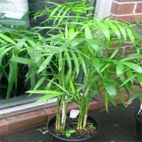 30 sztuk Chiny Rzadko Palm Bambusowe Nasiona Na świecie Rzadko Wysokiej Grade Bonsai Garden Home Nasiona S007