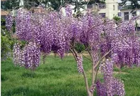 Wholesale - 20 seeds Blue Chinese Wisteria Vine, Flower Seeds tree (Fast, Showy) Wisteria sinensis Free shipping