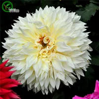 Semi bianchi Dalia Flower Pot Plantatori Giardino Bonsai semi di fiori 30 particelle / lotto L090