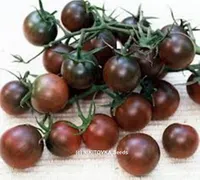 Semi rari Pomodoro Pomodoro Black Cherry Russian Heirloom Seed vegetale 50pcs S027