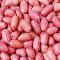 50 semillas / paquete, chinos 4 piezas semillas de maní en una cáscara, piel roja orgánica rara reliquia cacahuete, tasa de germinación 95%