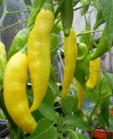 Bonsai Groente Lemon Drop Hot Chilli Seeds Organic Seeds Prolific Tuin Decoratie Plant 20 Stks A73