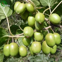 Sementes arguta senior pátio plantas deliciosas sementes de frutas 30 partículas / lote v012