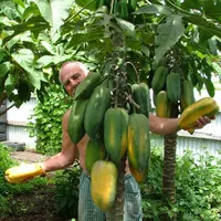 Bonsai-Pflanze Papaya-Samen-köstliche Fruchtgarten-Dekorationsanlage 20pcs B16