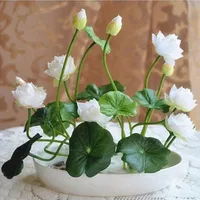 Flerfärgade lotusfrön Hydroponiska växter Aquatic Flowers Mini Water Lily Garden Decoration Plant 10st F124