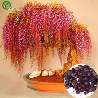 Bonsai flower Wisteria seeds Potted plant Mixed color Garden flower seeds O023