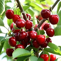 Free shipping Black Cherry tomato seeds, 20pcs Fruit Seed DIY Home Garden big cherry tree Seeds