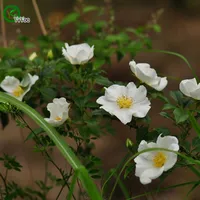 Cherokee Rose Seeds Rare Flor Sementes DIY Home Jardim Planta Fácil de Crescer 50 Partículas / Lote H08
