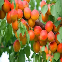 5 pz grande frutto semi di albero di Albicocca Giardino FAI DA TE semi di frutta piante in vaso, giardino forniture, bonsai, casa A030