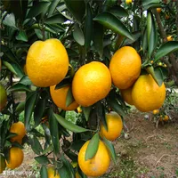 Semi di frutta arancione, semi di albero, 30 particelle / borsa Bonsai albero S005
