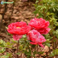 Bardzo piękne chińskie piwonia nasiona kwiatów nasiona ogrodowe i rośliny doniczkowe czerwone nasiona piwonii 10 cząstek