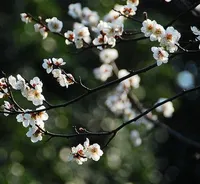 Plum Blossom Armeniaca mume Sieb I semi di fiori di prugna Semi di fiori perenni aromatici Semi di Wintersweet