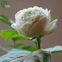 Fragrante fiore Semi di gelsomino Promozione Balcone Bonsai Semi di fiori Piante fiorite 30 pezzi W018